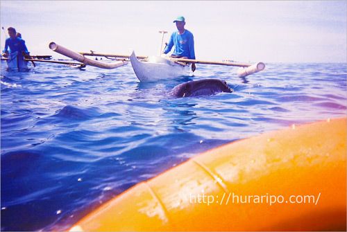 セブ島オスロブ／ジンベイザメと泳ぐツアー、餌付けに成功したジンベイザメ