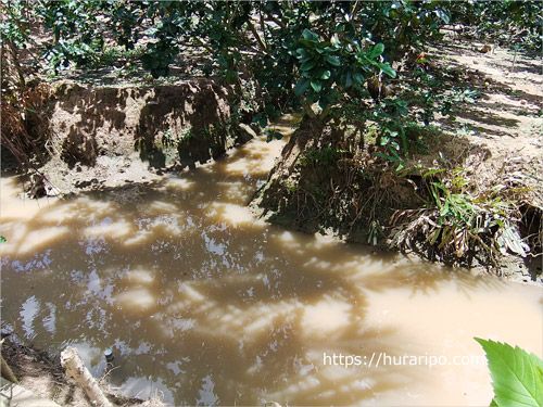 メコン川の河口付近に広がる低湿地帯メコンデルタでは、稲作や果樹栽培、漁業などが盛んに行われている