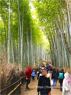 京都を代表する観光地、竹林の道