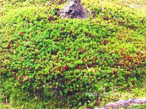 銀閣寺見所になっている苔は種類が豊富でボリュームがある