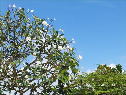 沖縄が常夏の地のように思えるプルメリアの白い花